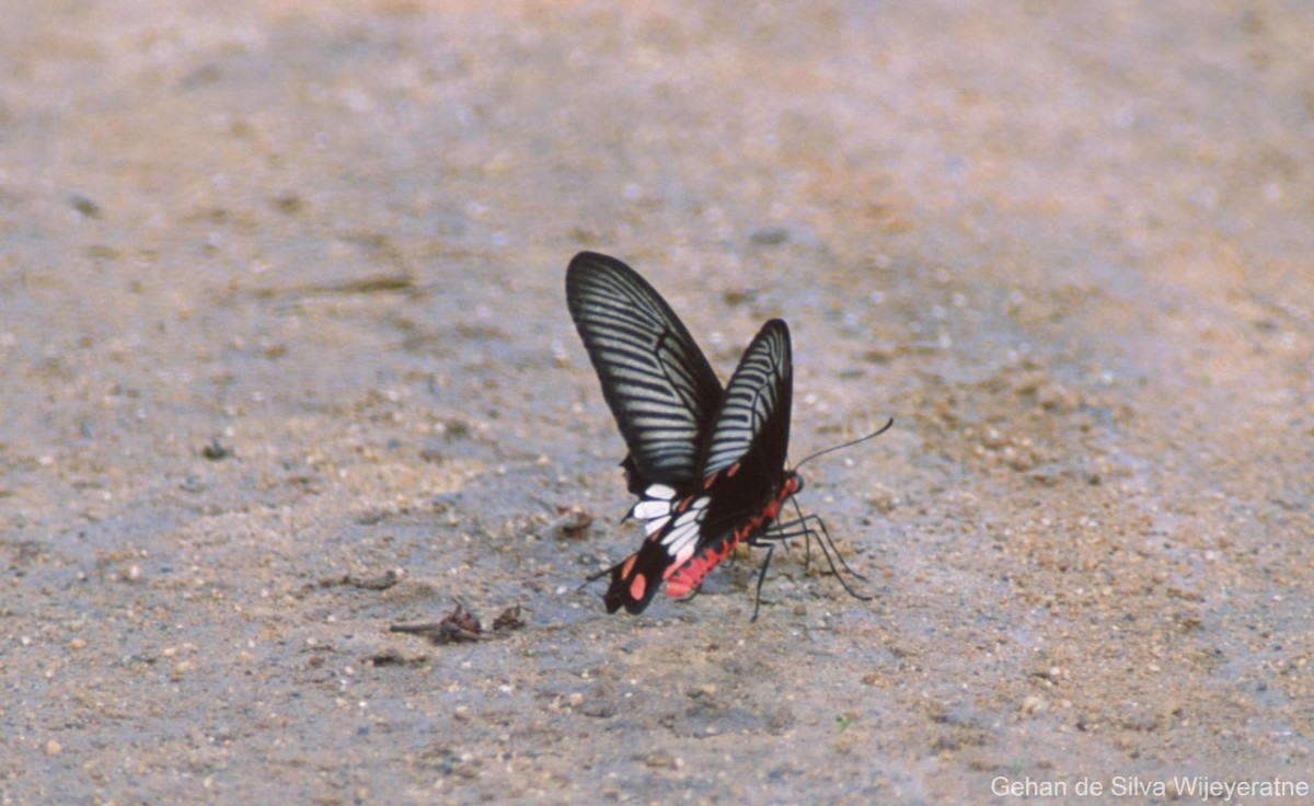 Pachliopta aristolochiae  Fabricius, 1775